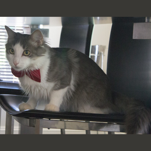 Photo of Lucky