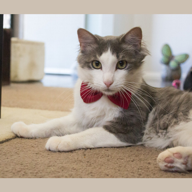 Photo of Lucky