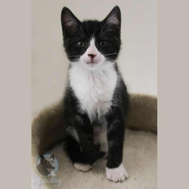 Photo of Ralph (C945) Desexed & Ready