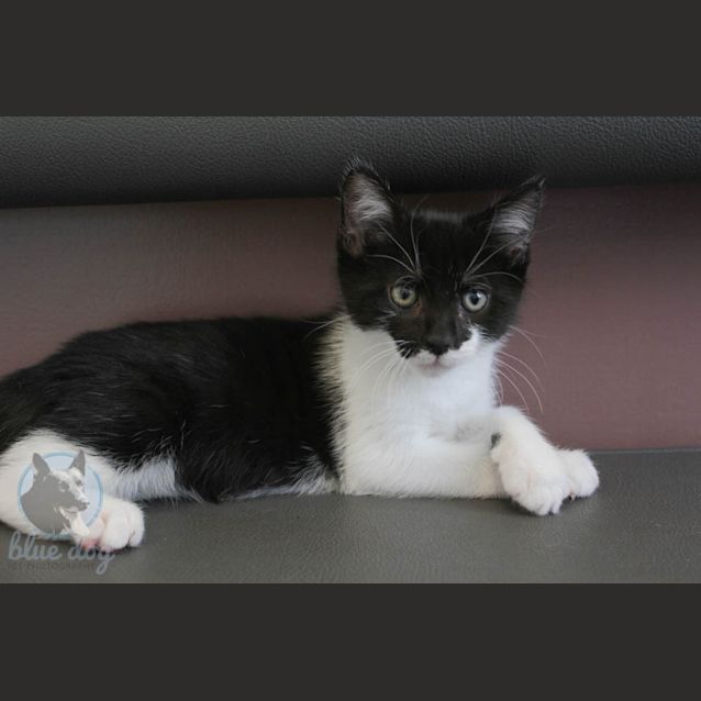 Photo of Ronnie (C947) Desexed & Ready