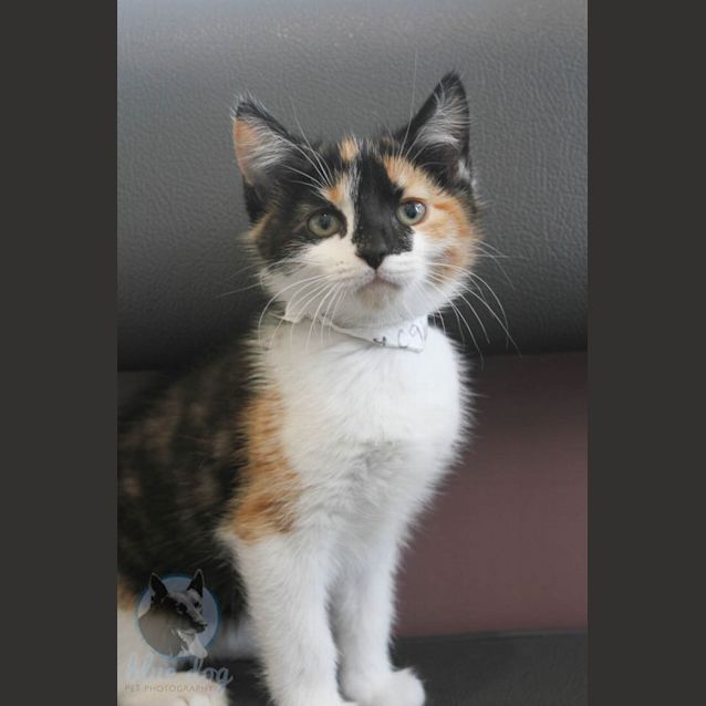 Photo of Patsy (C943)