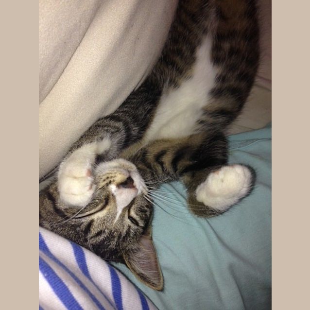 Photo of Duke