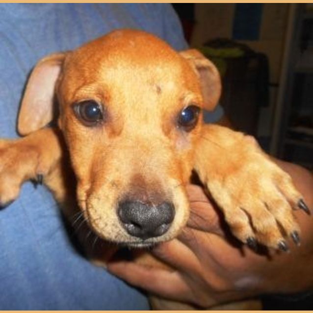 Photo of Chester