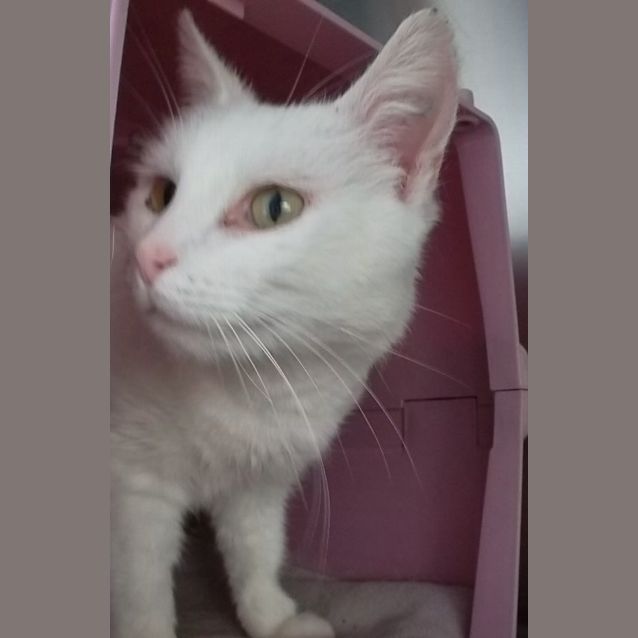 Photo of Esmeralda