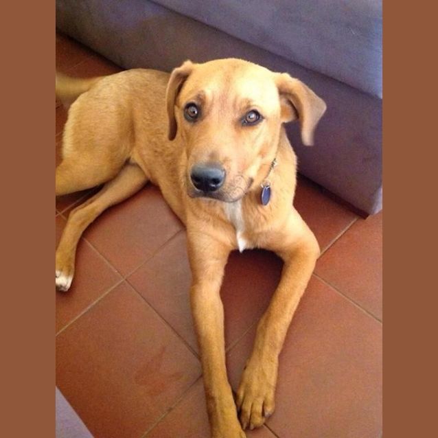 Photo of Laddie