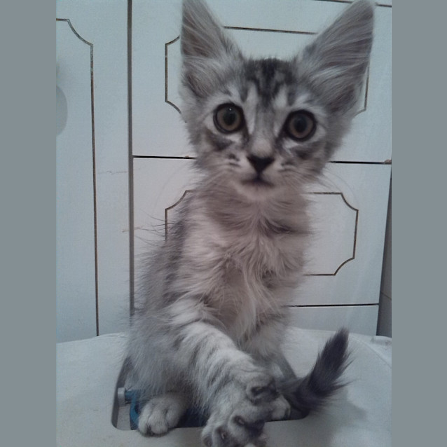 Photo of Xavier   Quiet And Affectionate 