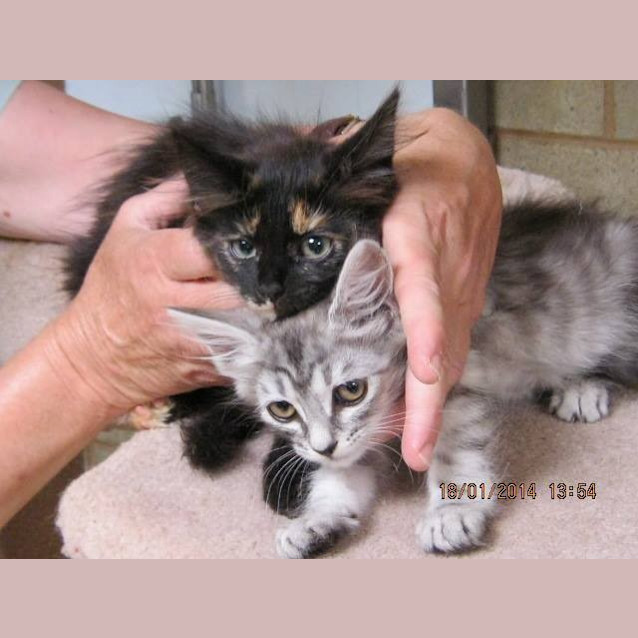 Photo of Xavier   Quiet And Affectionate 
