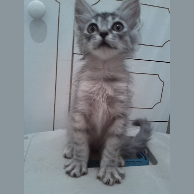 Photo of Xavier   Quiet And Affectionate 