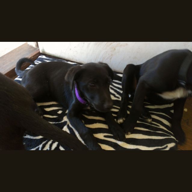 Photo of Blade (Adoption Pending)