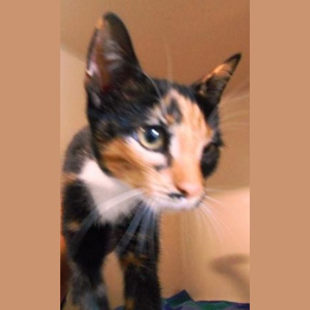 Photo of Carmie