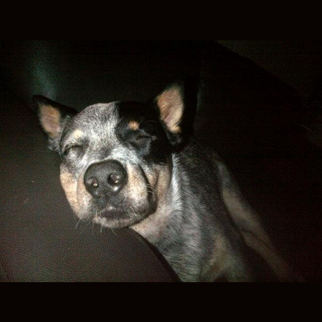 Photo of Henry