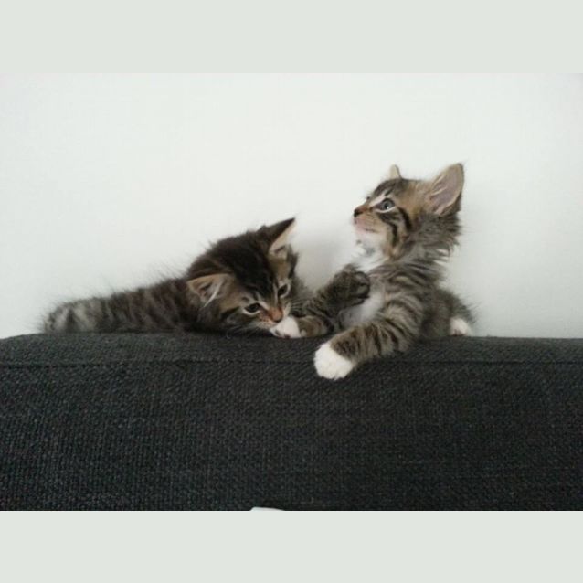 Photo of Thunder ( And Lightning)