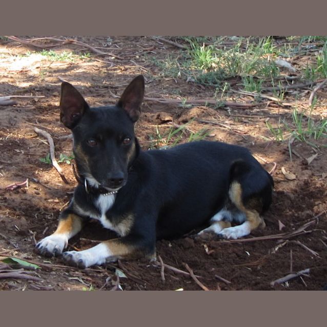 Photo of Pippin..Loves Cuddles, Housetrained