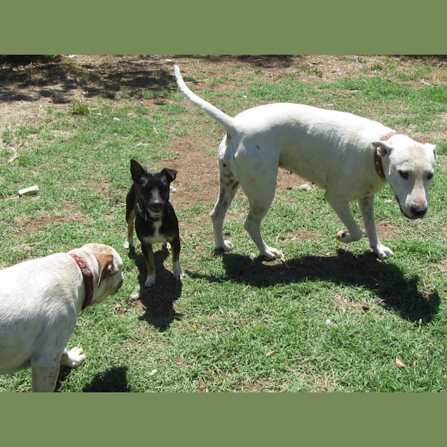 Photo of Willow... F.R.E.E To The Right Home!
