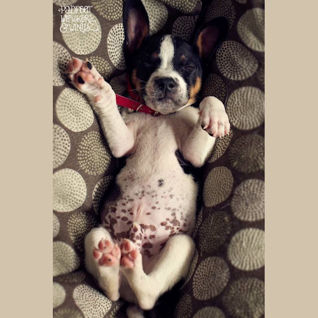 Photo of Huckleberry