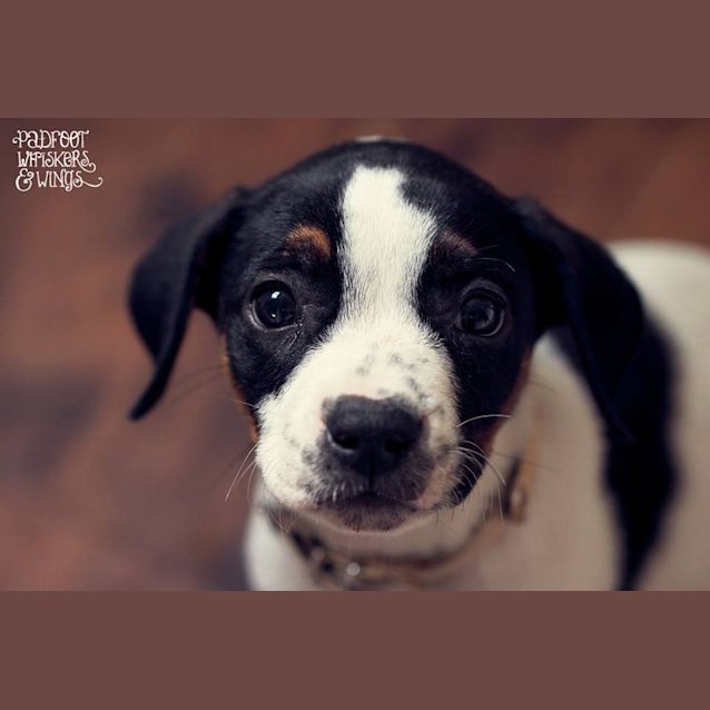 Photo of Finn