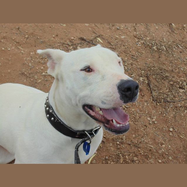 Photo of Snoop ... He May Be Deaf, But Boy, Is He Smart