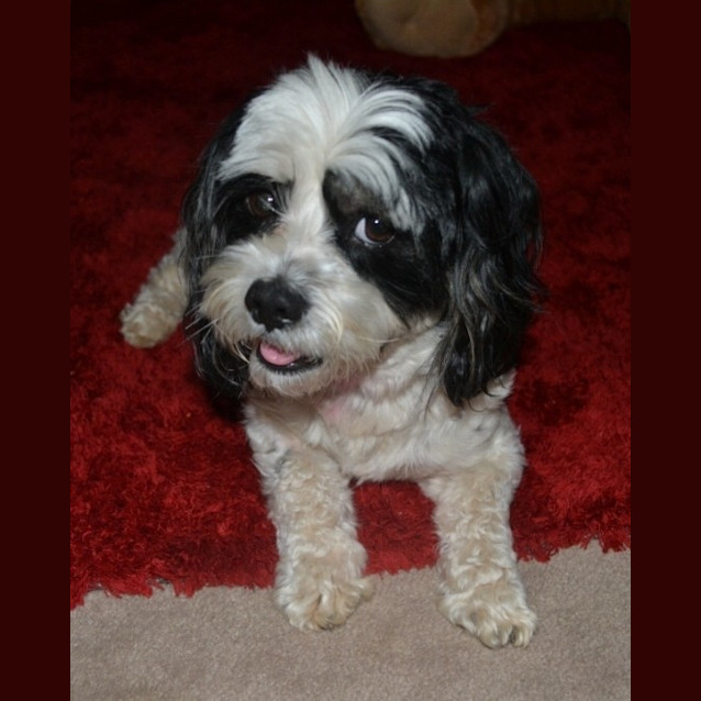 Photo of Monte *On Trial In His New Home*