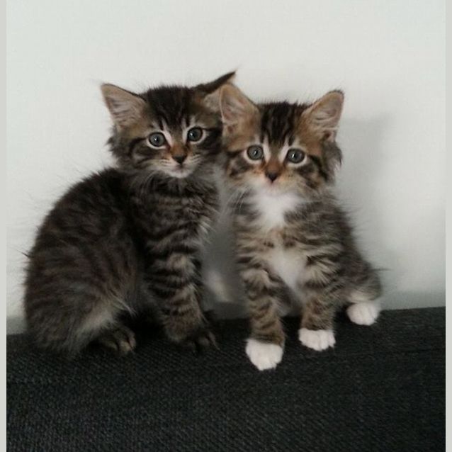 Photo of Thunder ( And Lightning)