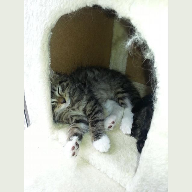 Photo of Lightning ( And Thunder)