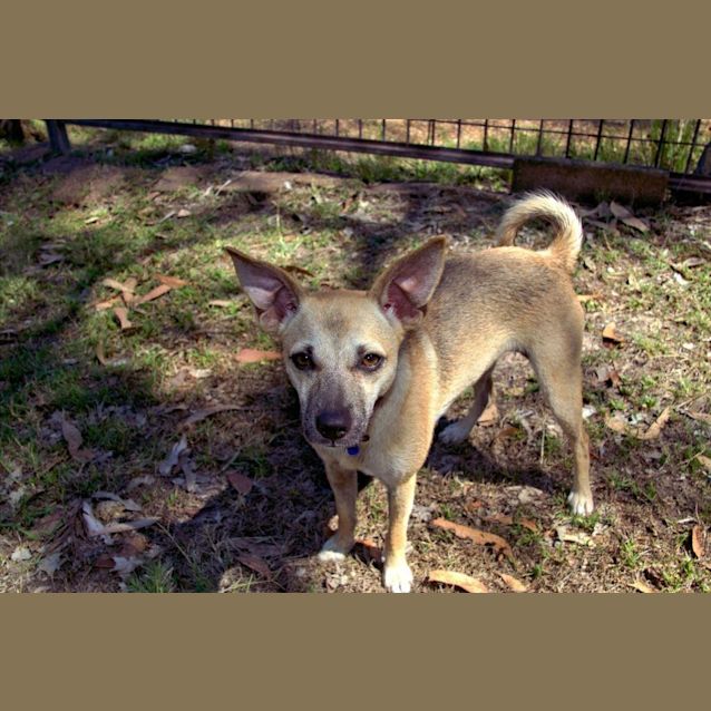 Photo of Narla (On Hold Pending Determination)