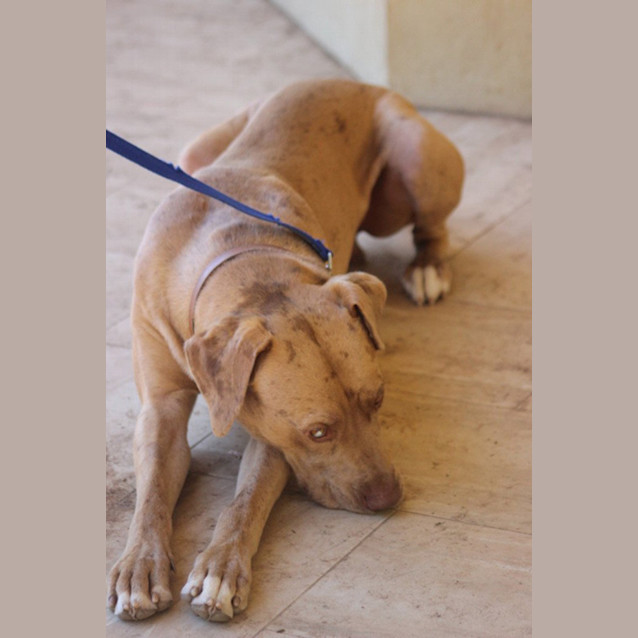 Photo of Otis