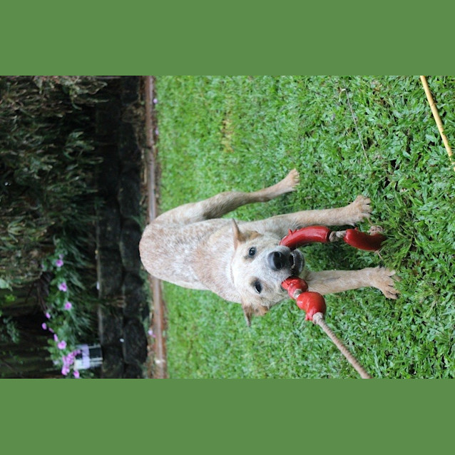 Photo of Rex