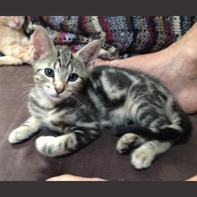 Photo of Milo