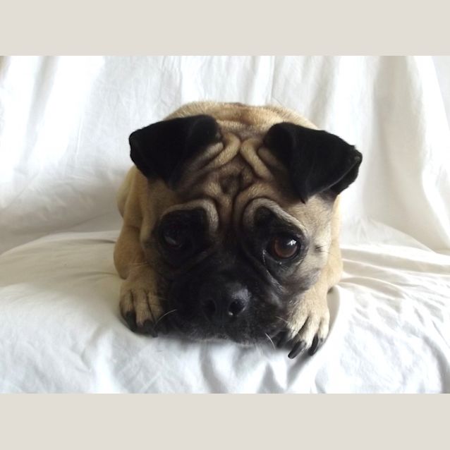 Photo of Prada