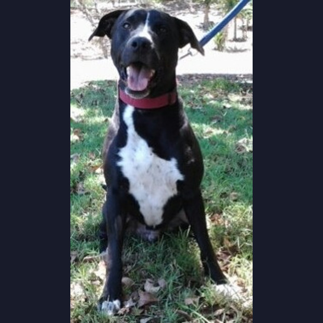 Photo of 091 3075 Leo