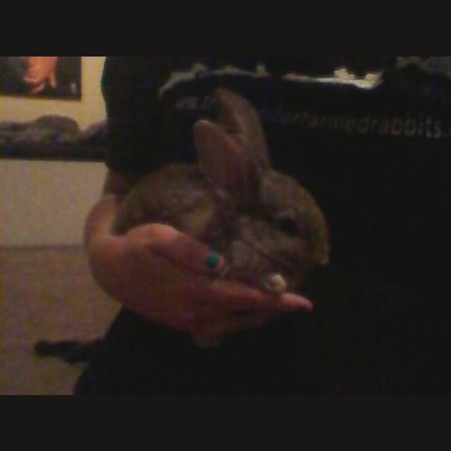 Photo of Baby Bunnies (Male And Female)