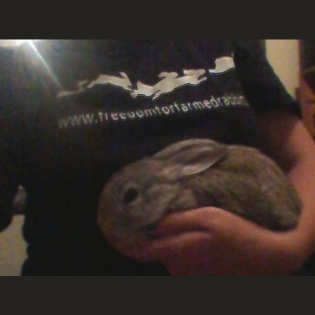 Photo of Baby Bunnies (Male And Female)