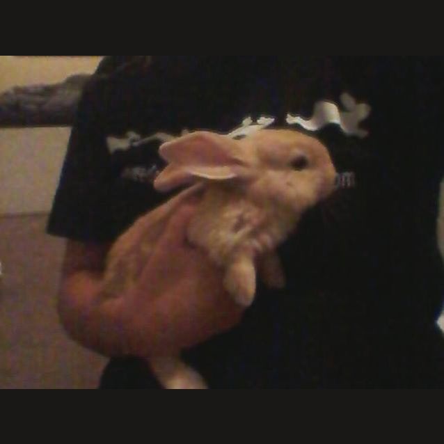 Photo of Baby Bunnies (Male And Female)