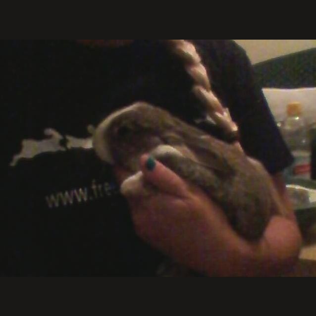 Photo of Baby Bunnies (Male And Female)