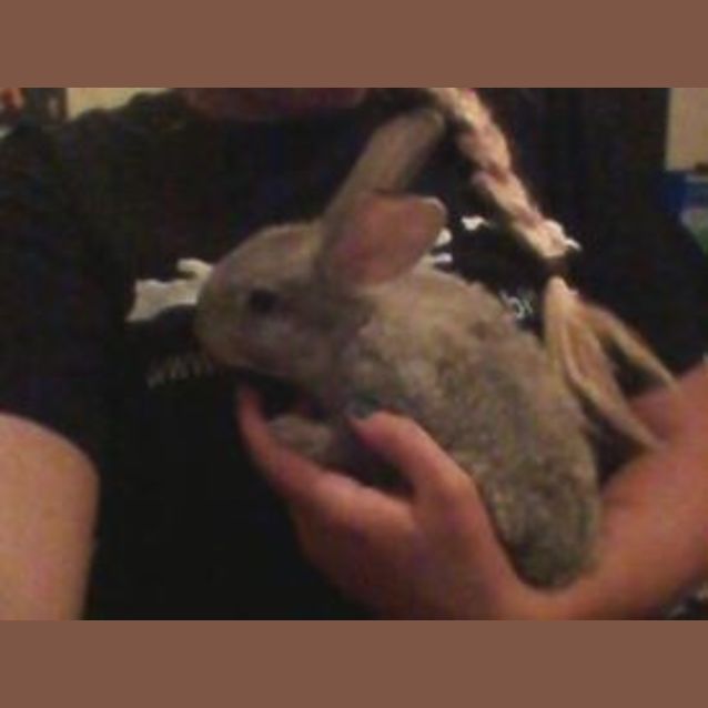 Photo of Baby Bunnies (Male And Female)