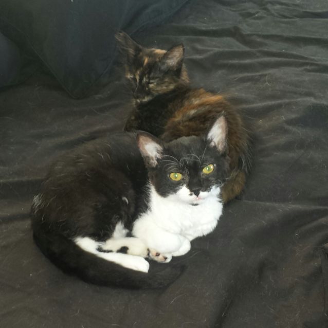 Photo of Curly (Located In Bulleen)   