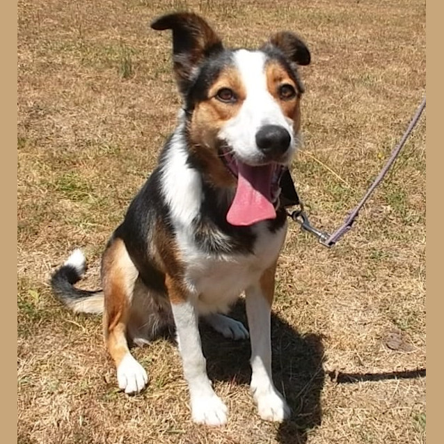 Photo of Sadie