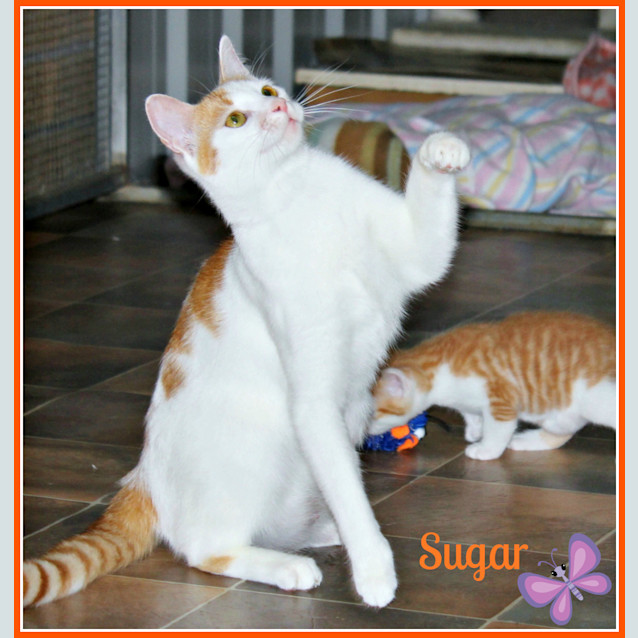 Photo of Sugar