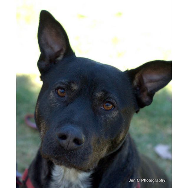 Photo of Banjo