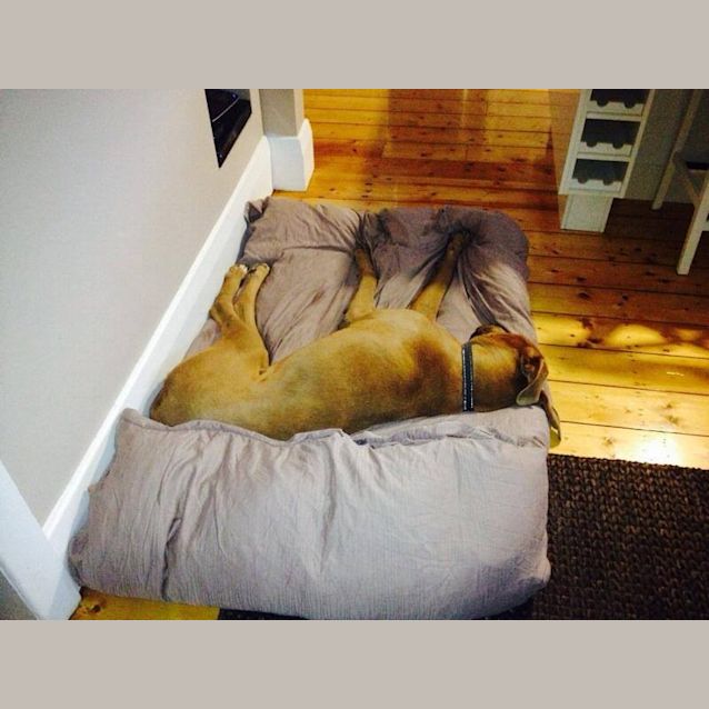 Photo of Oliver