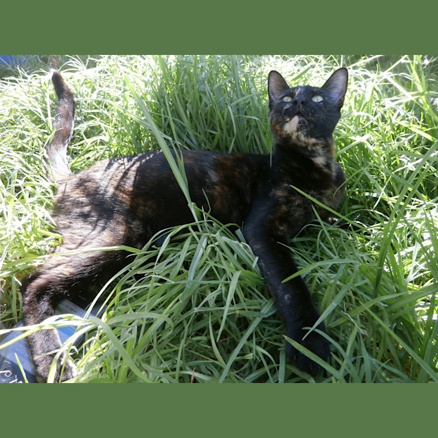 Photo of Liza   Siamese Cross