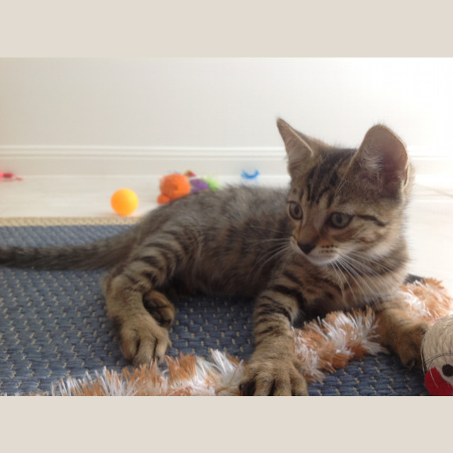 Photo of Snickers