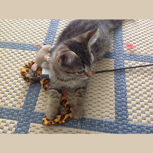 Photo of Cadbury