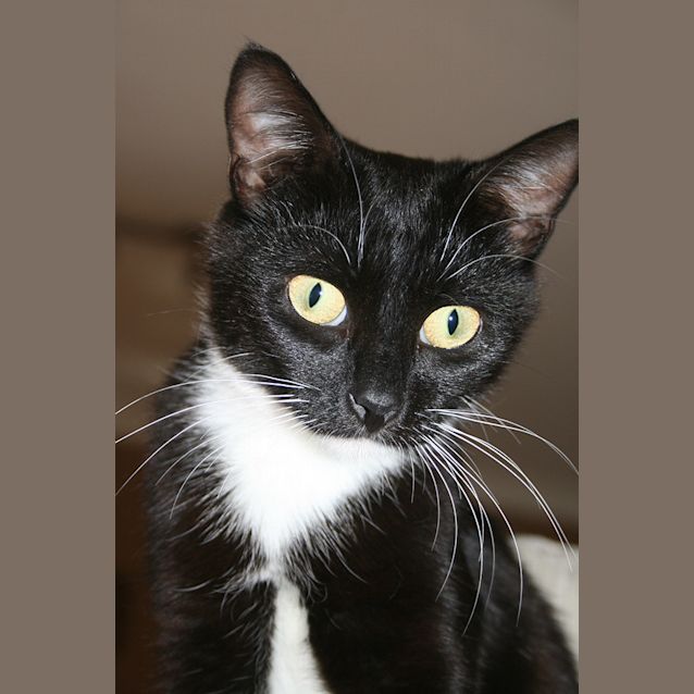 Photo of Rhapsody Is F R E E
