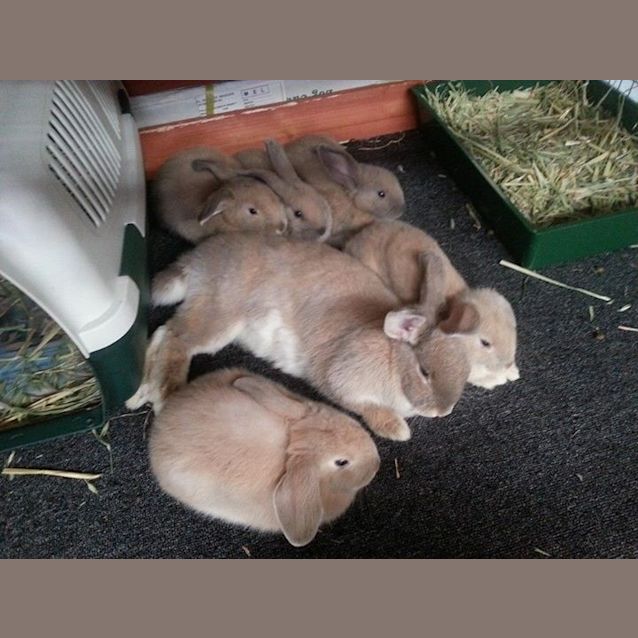 Photo of Baby Bunnies