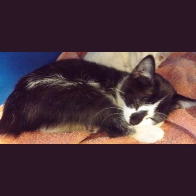 Photo of Blaze