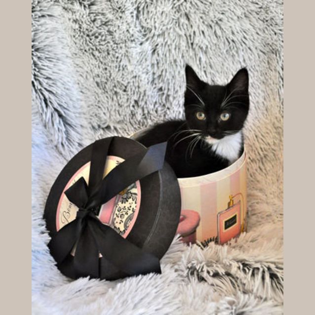 Photo of Munchkin (Bn C213) 
