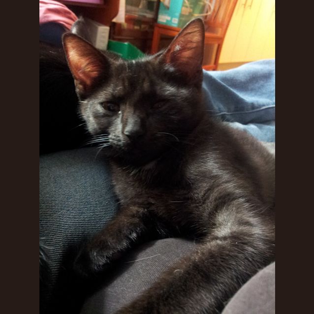 Photo of Darnelle (Kitteh)