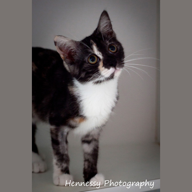 Photo of Calypso