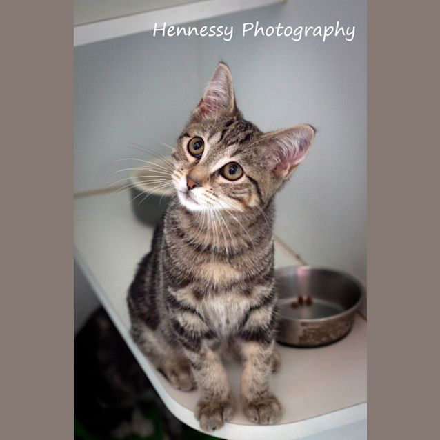 Photo of Baron